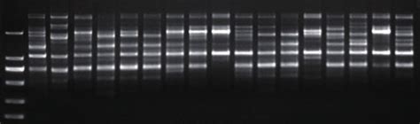 HFO Amplification .
